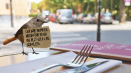 City's panhandling birds told to get a job​