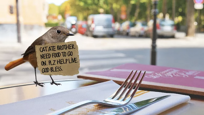 City's panhandling birds told to get a job​