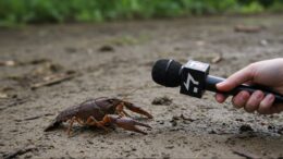 Desperate crawfish asks for public's help with missing persons cases