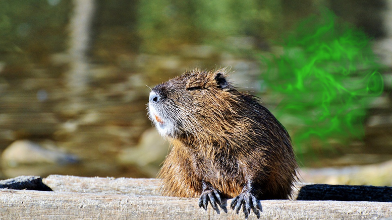 Farting nutria convince Jefferson Parish to endorse “Green New Deal”