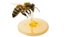 Bee producing honey onto a pool of golden honey, illustrating study concluding honey is technically regurgitated nectar