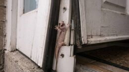 Small gecko stuck in a door hinge as the door closes on a residential home in Metairie