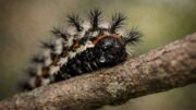 Close-up of a sad buck moth caterpillar with a tear on a tree branch in New Orleans, featured image about repeated failed hug attempts.
