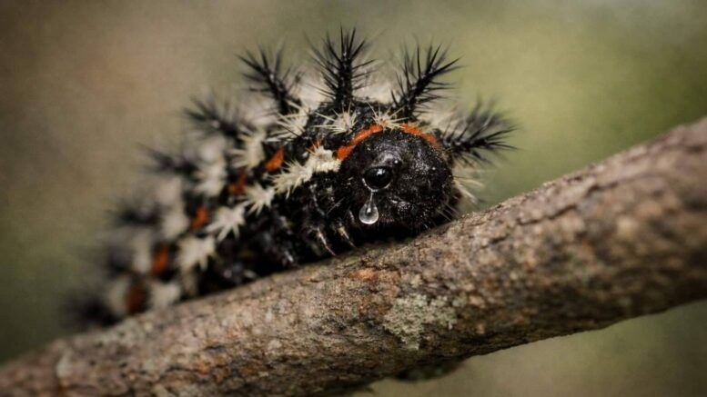 Close-up of a sad buck moth caterpillar with a tear on a tree branch in New Orleans, featured image about repeated failed hug attempts.